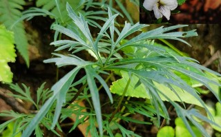 20240918——南山堇菜（Viola chaerophylloides (Regel) W. Becker）