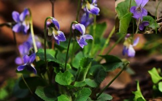 20240919——球果堇菜（Viola collina Besser）