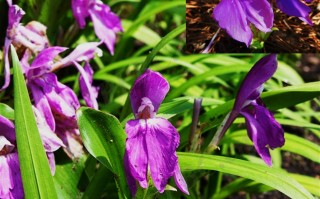 20240819——大花象牙参（Roscoea humeana Balf. f. & W. W. Sm.）