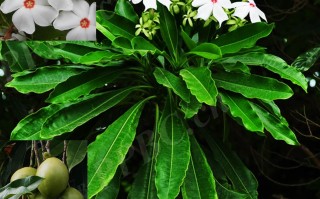 20240628——海杧果（Cerbera manghas L.）