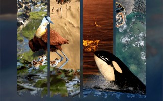 《地球脉动：万物有道》《汉斯·季默与朋友们：沙漠之钻》电影内地定档