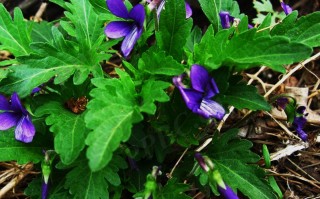 20240925——总裂叶堇菜