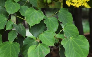 20240831——马蹄荷（Exbucklandia populnea (R. Br. ex Griff.) R. W.