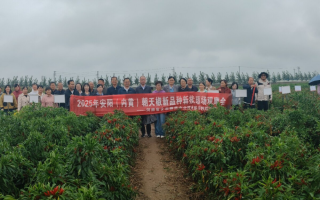 2025年安阳（内黄）朝天椒新品种新技术观摩培训会在内黄县成功举办