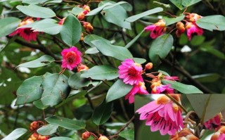 20240907——红花荷（Rhodoleia championii Hook. f.）