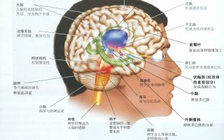 黑狗、白鸽和我——抗抑郁三十年记（2）核心机理