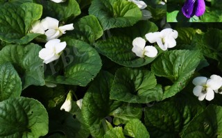 20241002——香堇菜（Viola odorata L.）