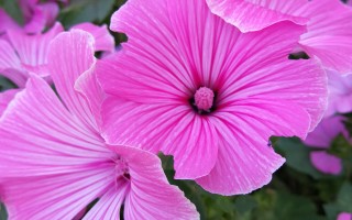 夏日里常见的开花植物（3） 精选