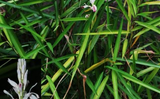 20240729——高良姜（Alpinia officinarum Hance）