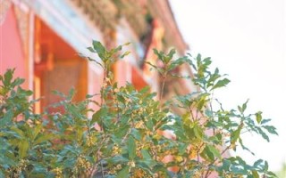 紫禁城里桂花香