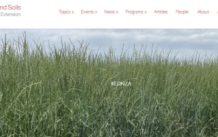 多年生小麦可持续粮食栽培