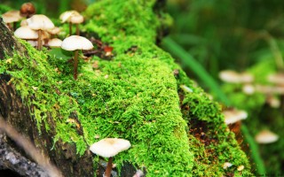 陈奕迅出行开二手车 老婆徐濠萦购物1小时花81万