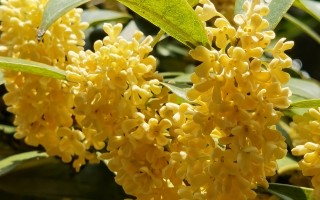 桂花又飘香@常见桂花类型及其香味成分！