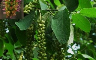 20240909——山白树（Sinowilsonia henryi）