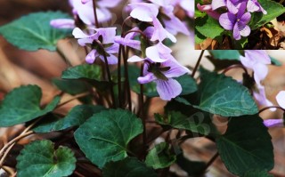 20240924——长距堇菜（Viola pekinensis (Regel) W. Becker）