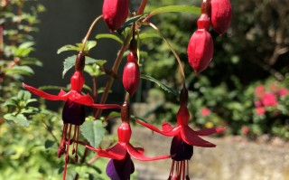 花似跳舞少女的文心兰和倒挂金钟！