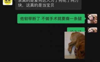 金毛Siri托运致死事件完整过程始末回顾 陈乔恩为金毛siri发声