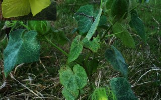 20241013——长毛黄葵（Abelmoschus crinitus Wall.）