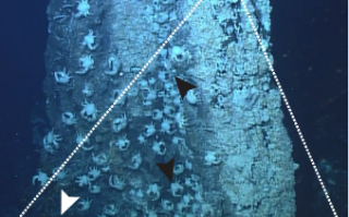 在比砒霜还毒10倍的环境中，为何这种生物活得有滋有味？