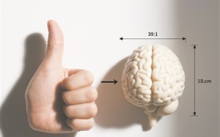 “拇指越长，脑子越大”是真的吗