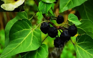 20241108——桐棉