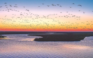 生命震撼：跨越山海 万鸟齐飞