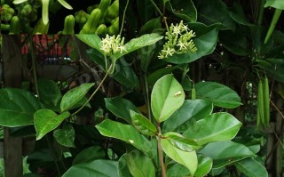 20240705——同心结（Parsonsia alboflavescens (Dennst.) Mabb.）