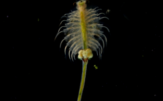 塔克拉玛干沙漠，发现盐水丰年虾！