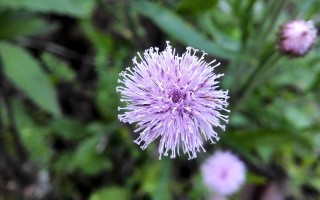 常见的菊科植物80种（3）！ 精选