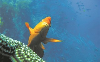 鱼儿悬停水中为何要消耗更多能量