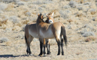 科学与健康丨奋蹄前行！从我国科研视角看马的演化传奇