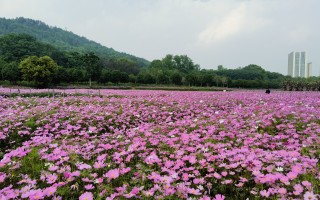 常见的菊科植物80种（2）！ 精选
