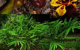 20240722——茴香砂仁（Etlingera yunnanensis）