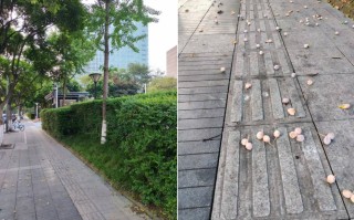 关于银杏的一些事 精选