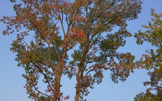 秋日红叶2：乌桕、鸡爪槭和黄栌！ 精选