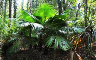 可衣可居，可食可药 棕榈科植物博物观 精选