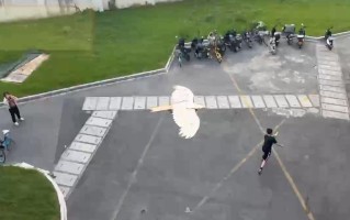 同济师生放飞失传的木鸢