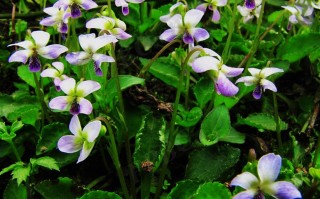 20240923——七星莲（Viola diffusa Ging.）