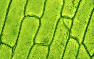 我们不知道答案的125个科学问题(103)细胞壁的形成 精选