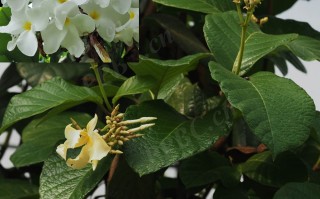 20240629——鹿角藤（Chonemorpha eriostylis Pit.）