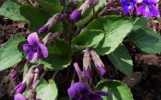 20241003——茜堇菜（Viola phalacrocarpa Maxim.）