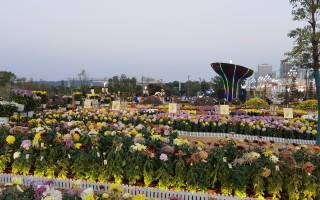 常见的菊科植物80种（4）！ 精选