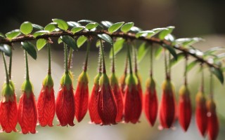 接地气还是炫富？王思聪穿粉色拖鞋坐劳斯莱斯