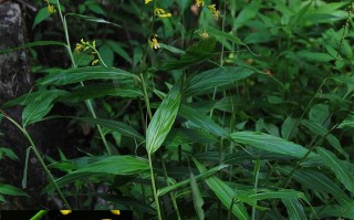 20240809——舞花姜（Globba racemosa Sm.）