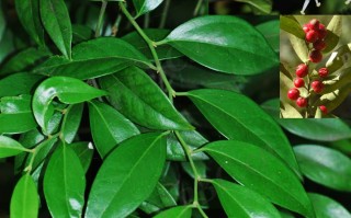 20240611——野扇花（Sarcococca ruscifolia Stapf）