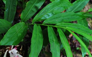 20240824——阳荷（Zingiber striolatum Diels）