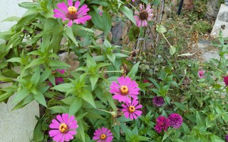 秋日里的百日菊！