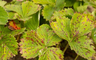 我们不知道答案的125个科学问题(105)植物免疫的适应性 精选