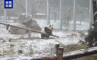 视频丨追皮球、爬树、玩跷跷板 大熊猫双胞胎雪地撒欢好快乐