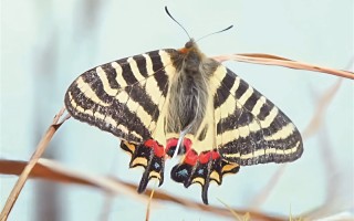 中华虎凤蝶“虎”在哪